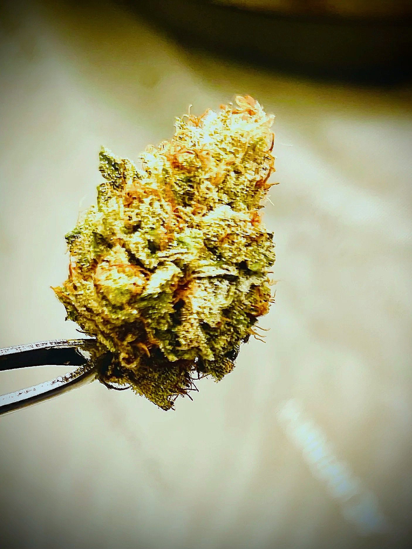 Mountain Side Growers cannabis cultivation