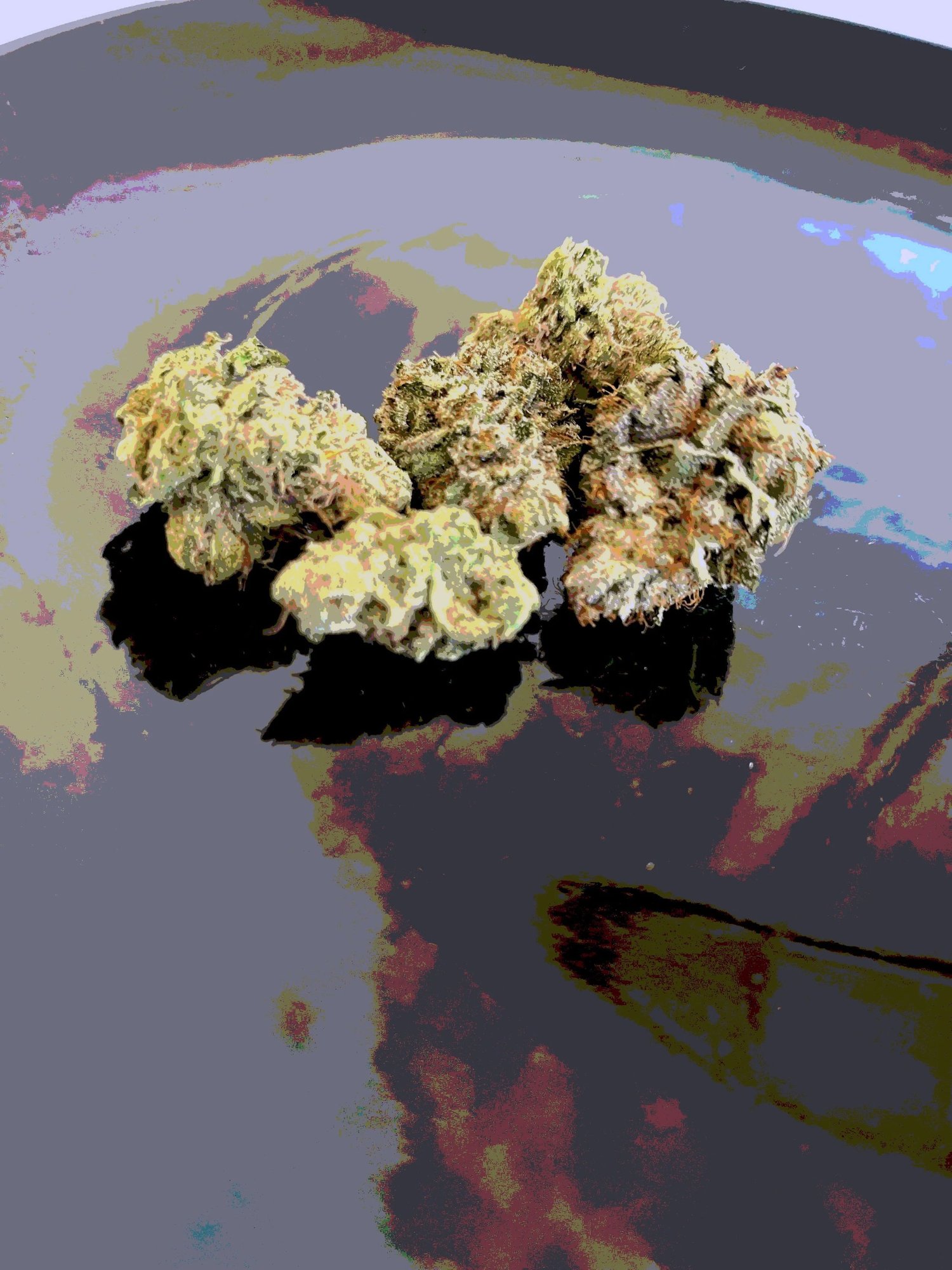 Mountain Side Growers cannabis cultivation