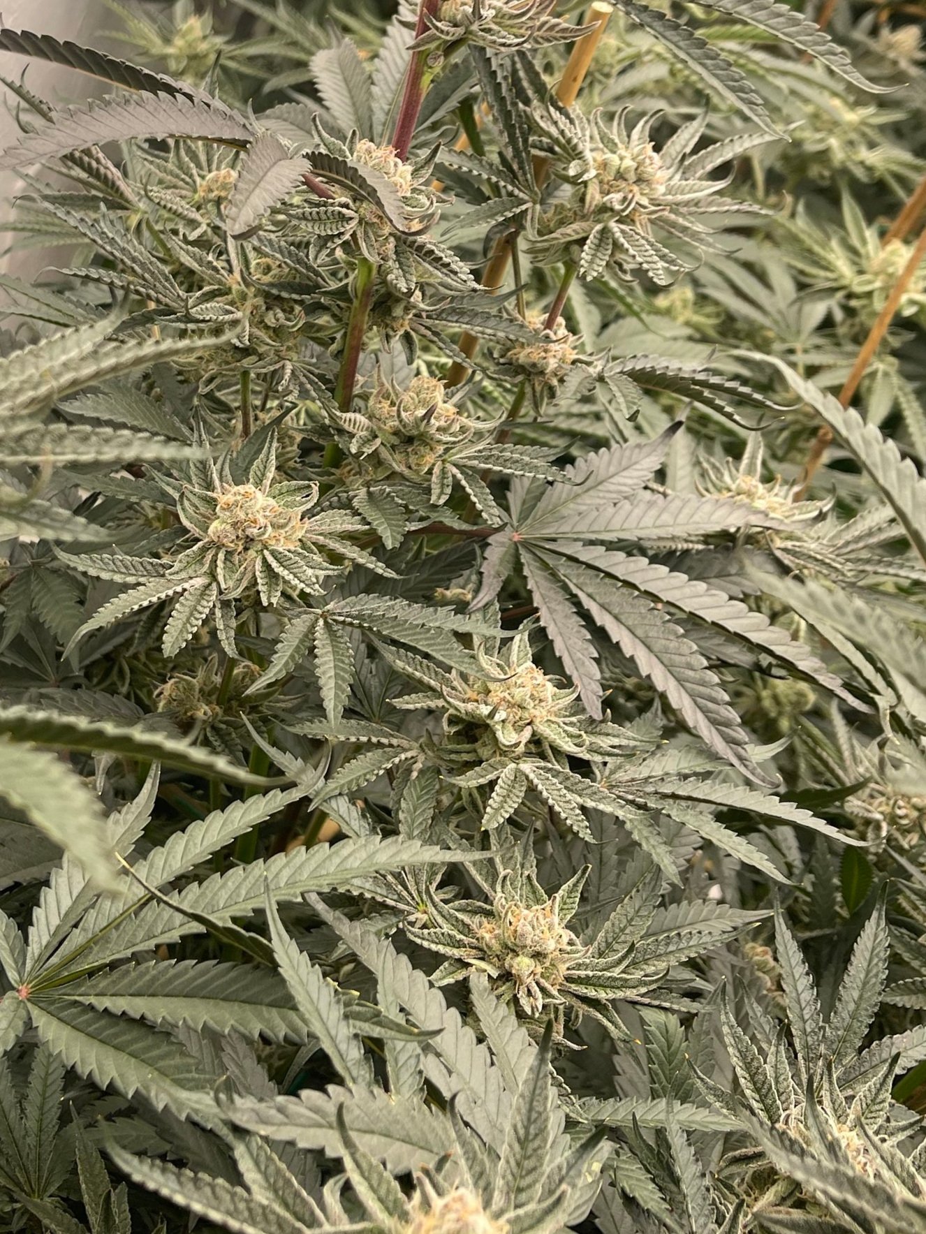 Healthy green cannabis plants with dense buds and visible trichomes, growing indoors under grow lights