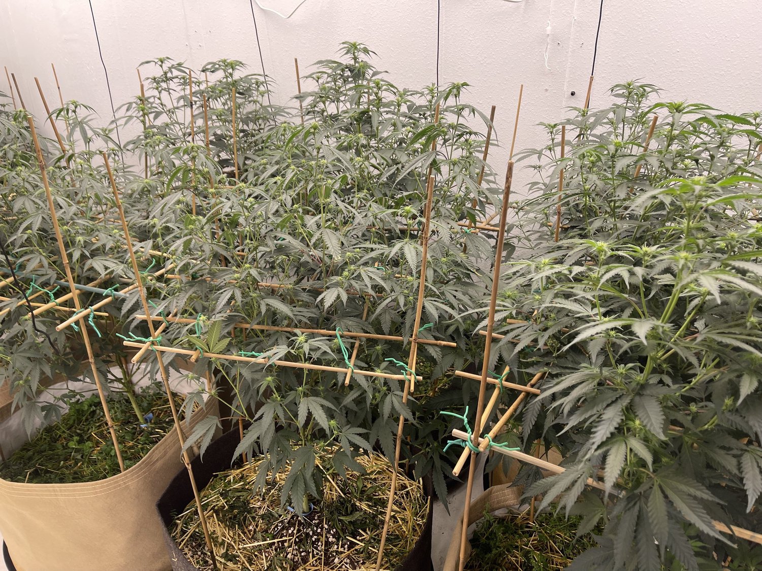 Living soil cultivation